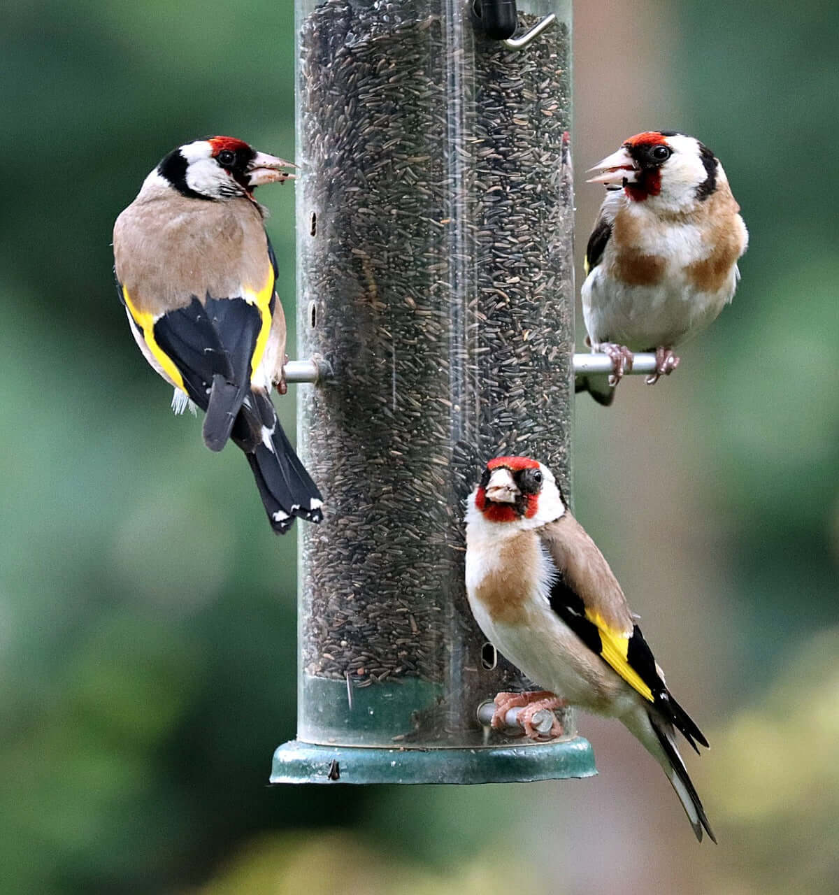 Goldfinches sat on the feeder