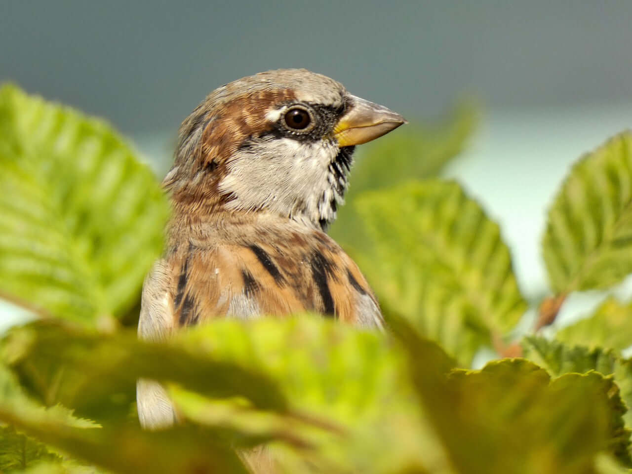 House Sparrow sat amongst foliage