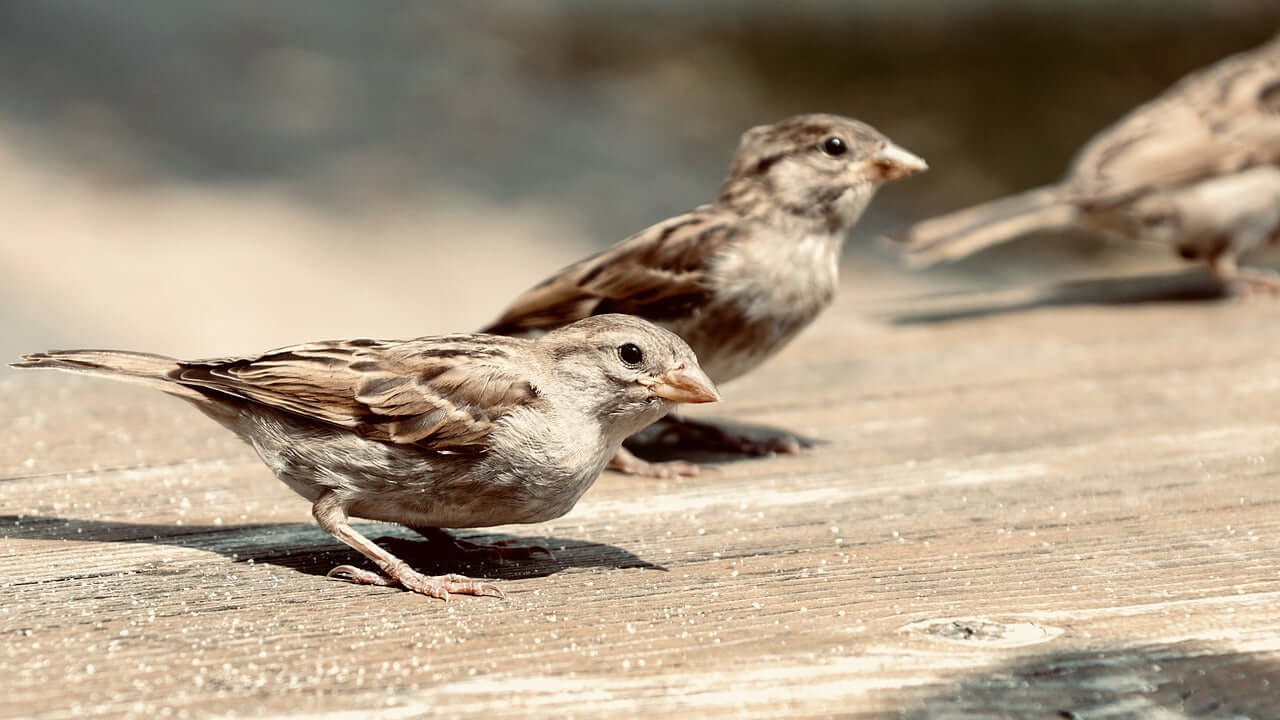 Sparrows love Haith's bird food UK.
