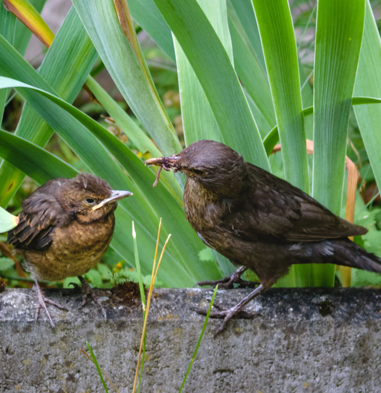 Two birds sharing Haith's Mealworms