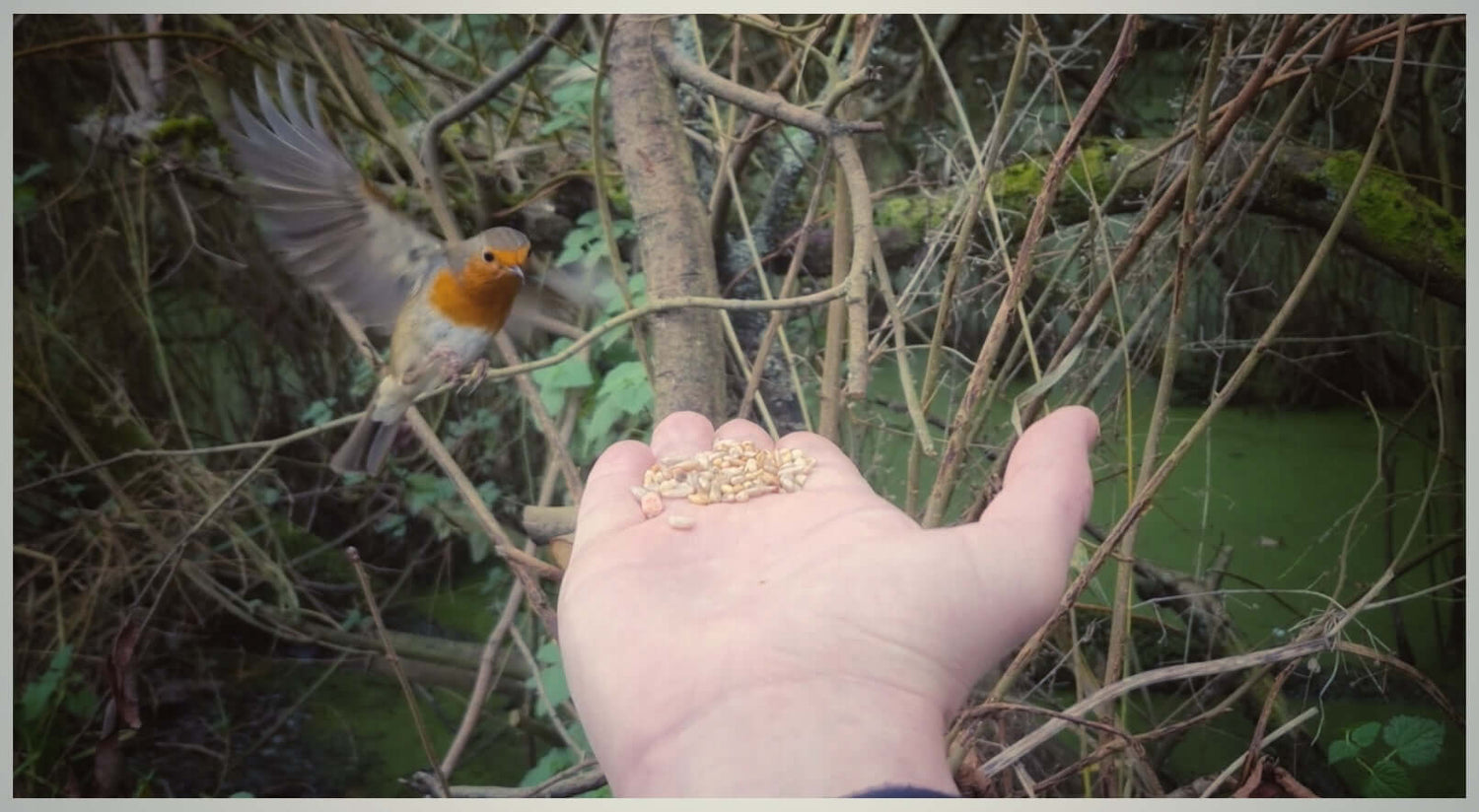 Feeding a Robin with Haith's quality bird food called Medley Mix.