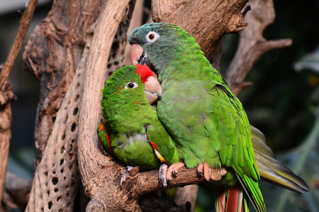 Two parrots sat with eachother