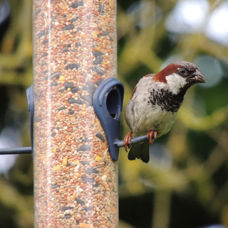 Bird sat on a feeder eating premium wild bird food 