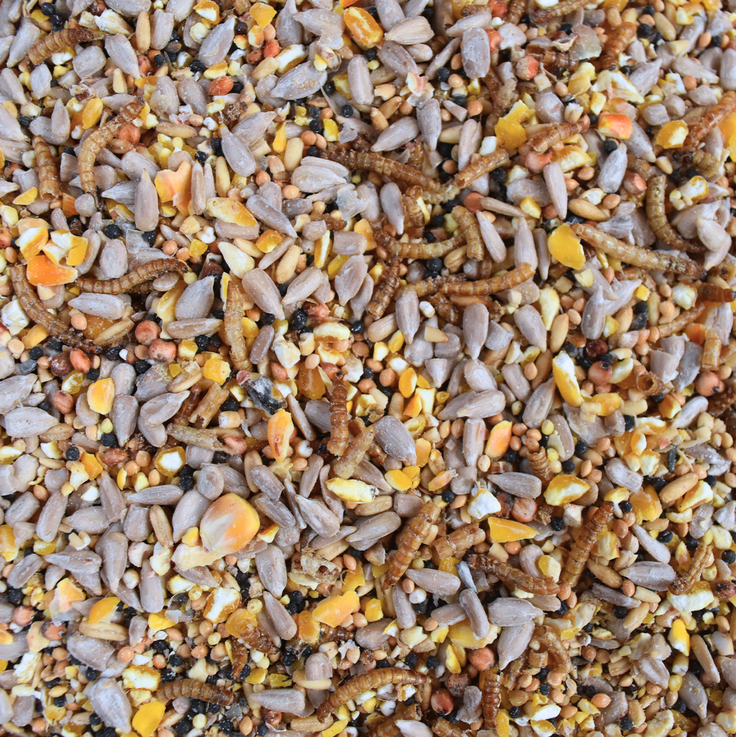 spring summer seed