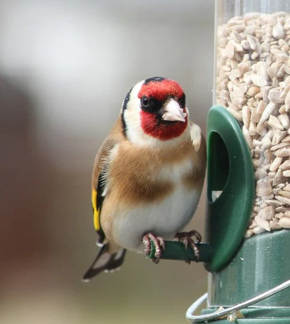 Goldfinch perched on a seed feeder.