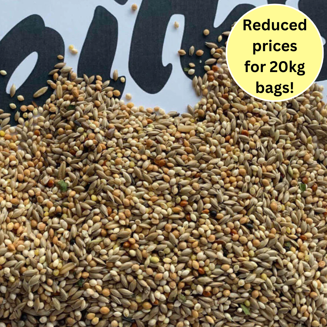 Tip Top Budgie Seed direct from Haith's bird seed - Budgie Seed Types With Algae Free Seeds
