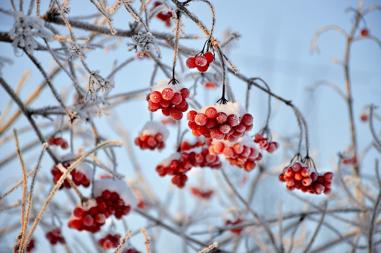 Winter Berries