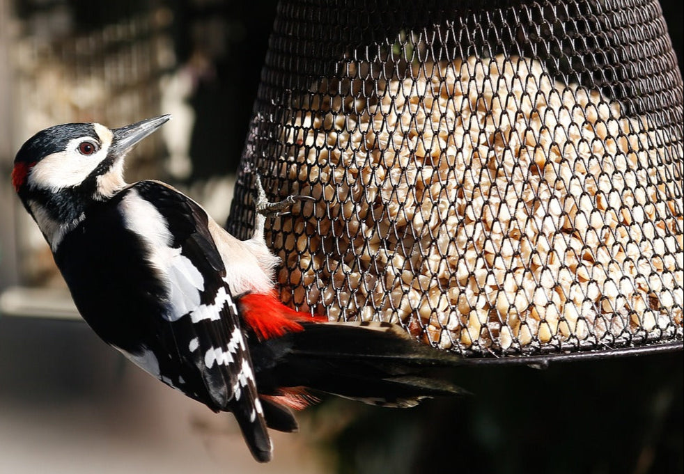 Woodpecker hanging from a feeder.