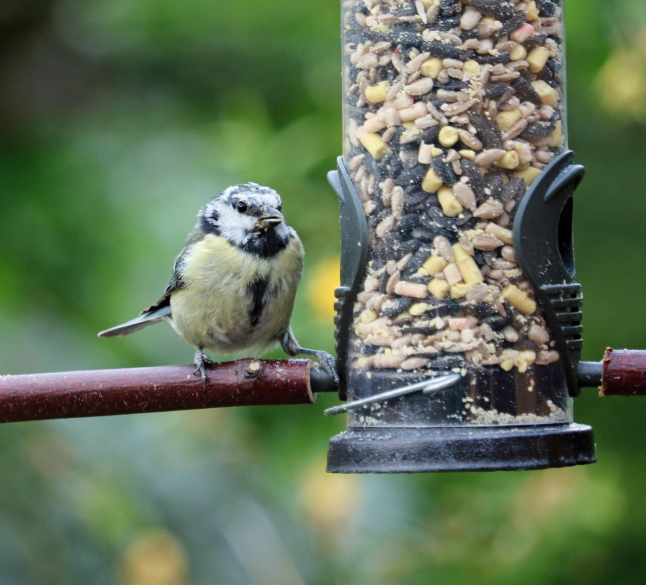 bird eating from a seed feeder
