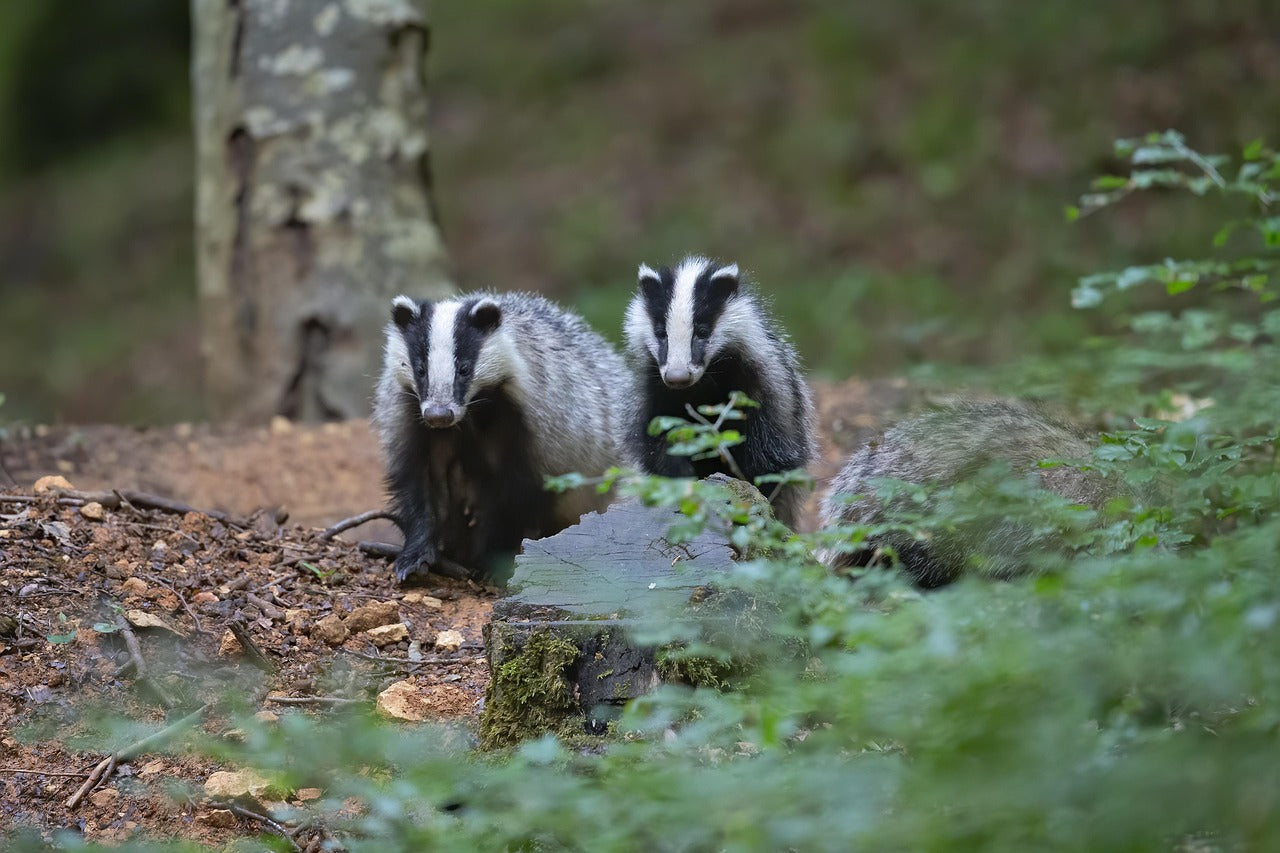 two badgers in woodland setting