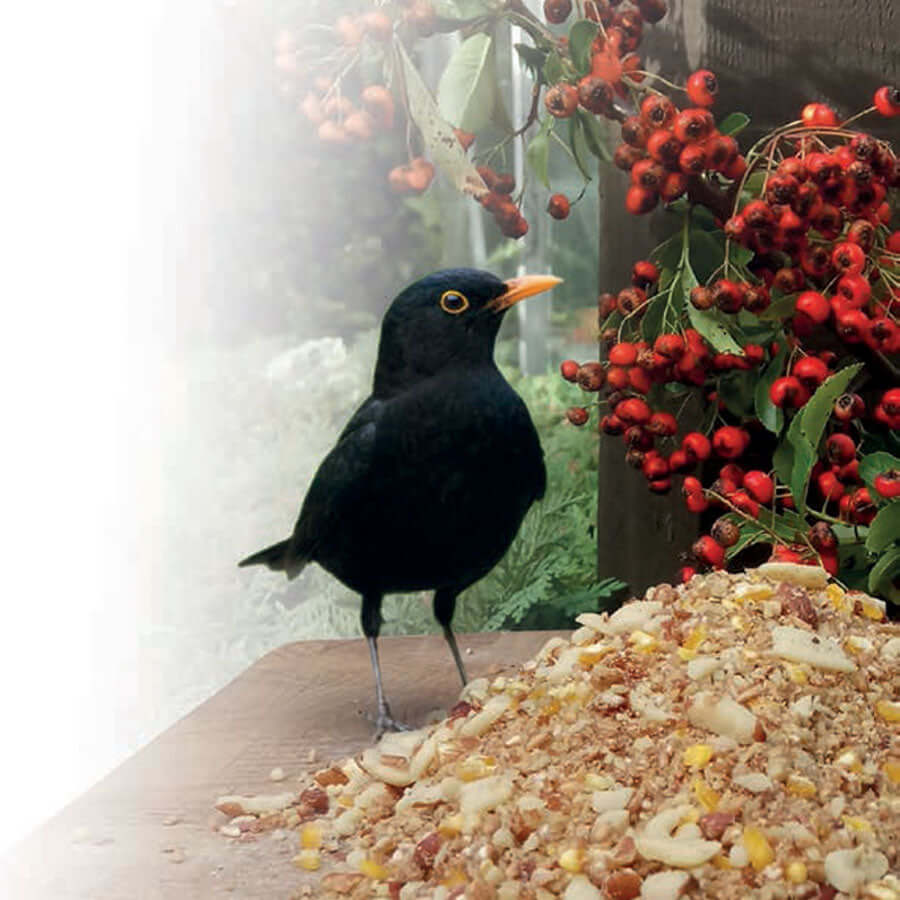 Blackbird eating beggars banquet soft food