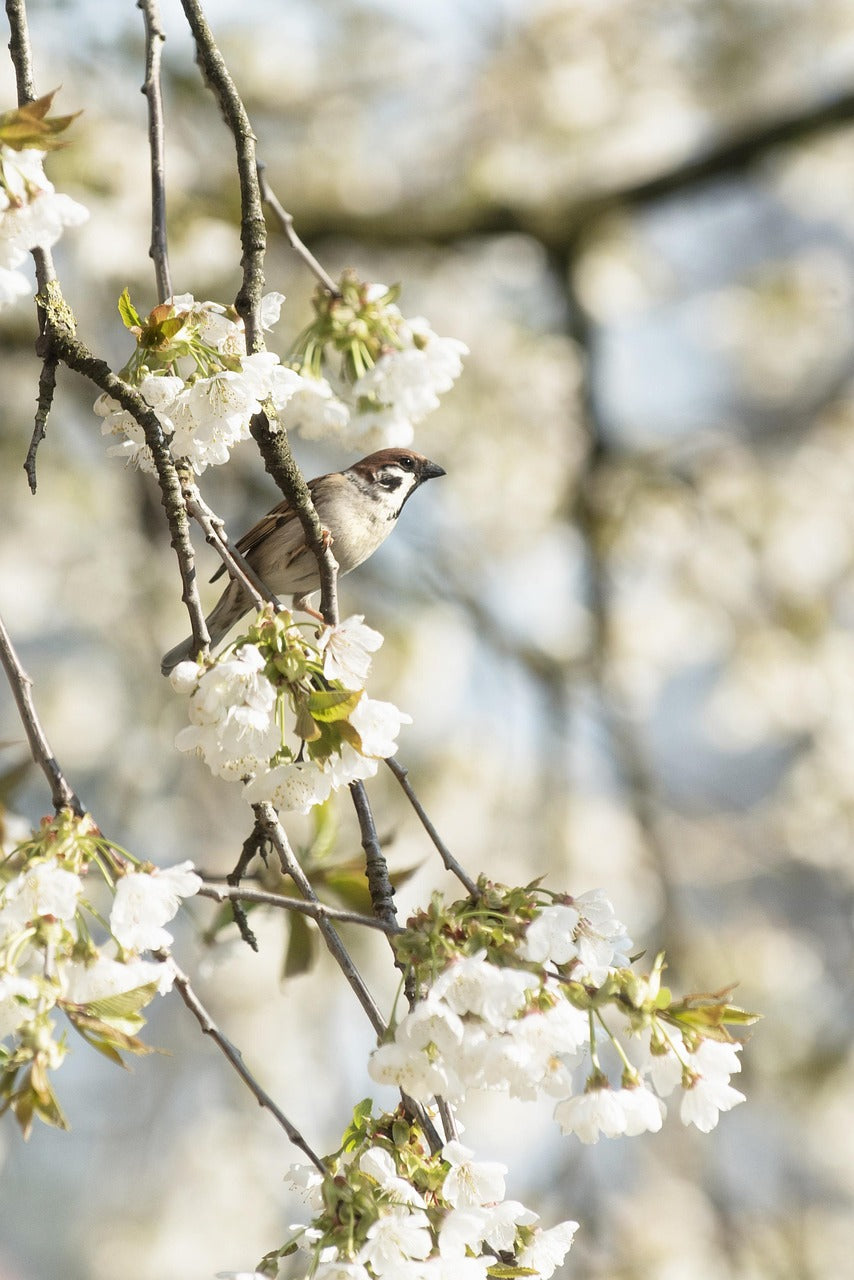 sparrow sat in a white blossom tree