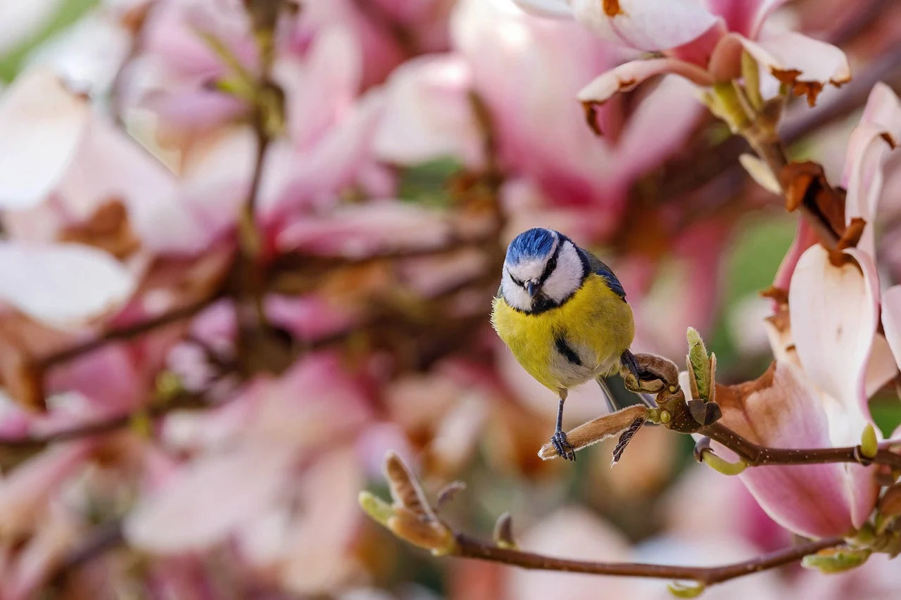 Blue tit sat in a blossom tree