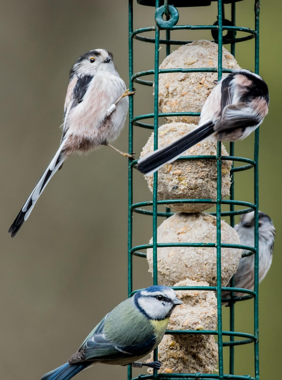 Long-tailed tits and blue tit feeding on fat suet balls on a bird feeder