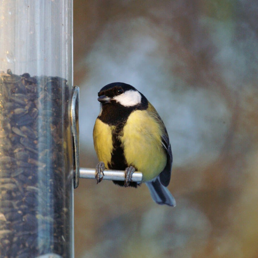 Great Tit sat on a perch on a feeder full of black sunflower seed