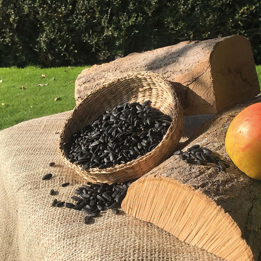 lose black sunflower in a wicker basket next to a log and apple