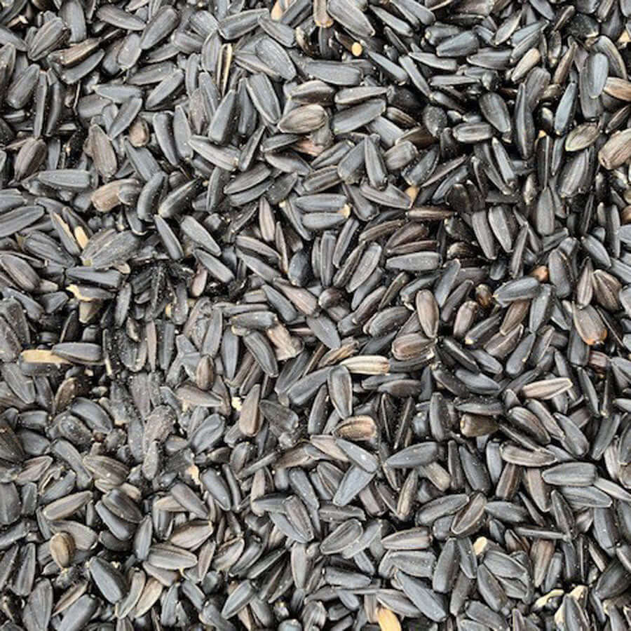 Black sunflower close up