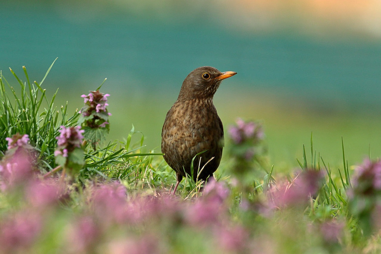 Blackbird sat on the ground