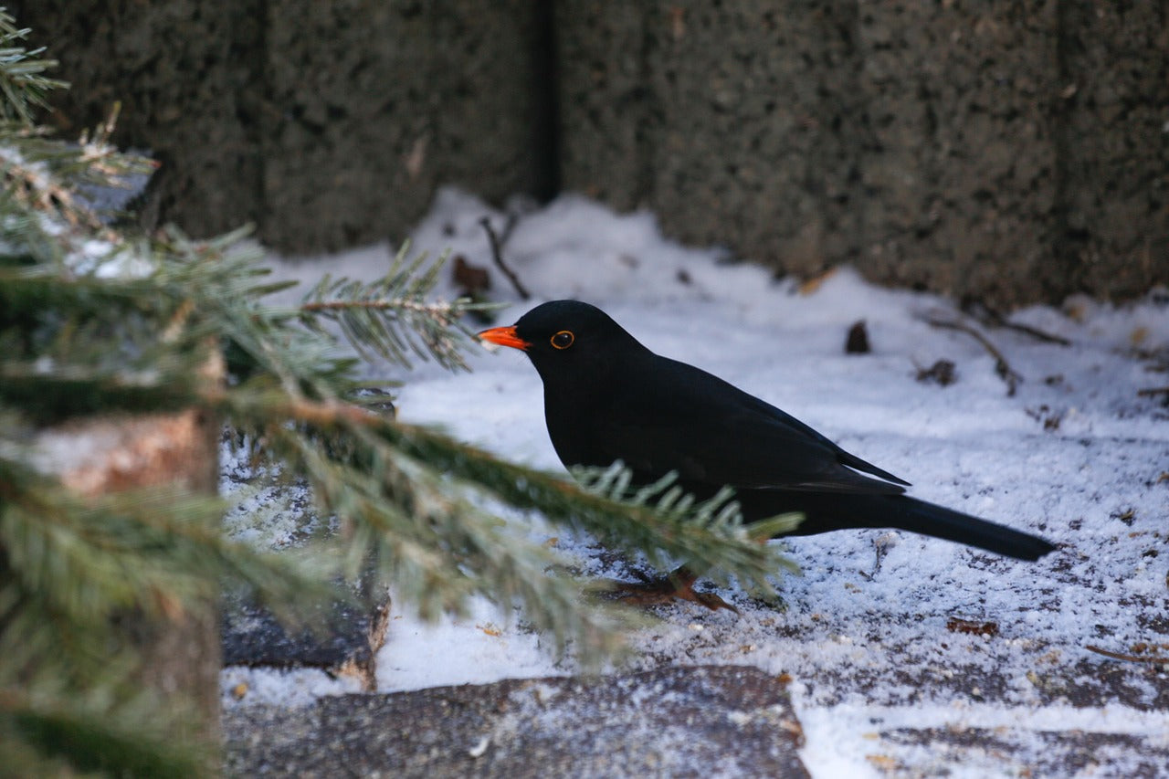 Black bird with an orange beak standing on a snowy ground near a tree branch.
