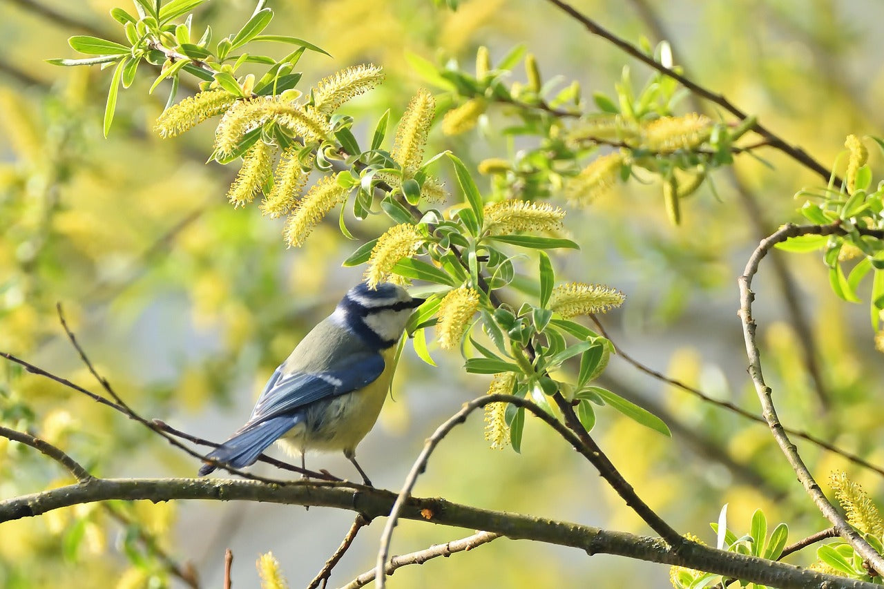 Blue tit sat in a colourful tree for Haith's bird seed shop for food by species.
