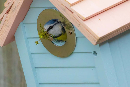 Blue tit emerging from a blue nest box with moss in its beak.