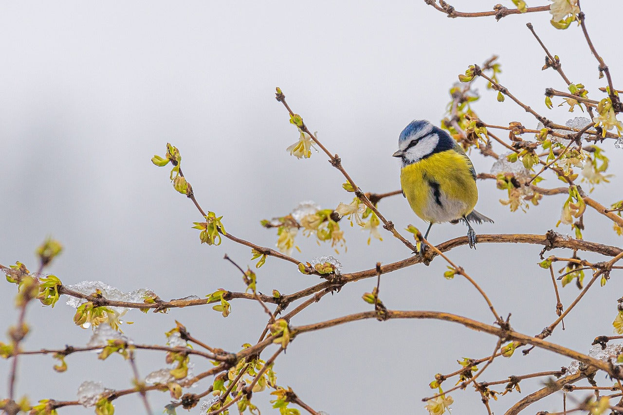 Blue Tit sat in a tree