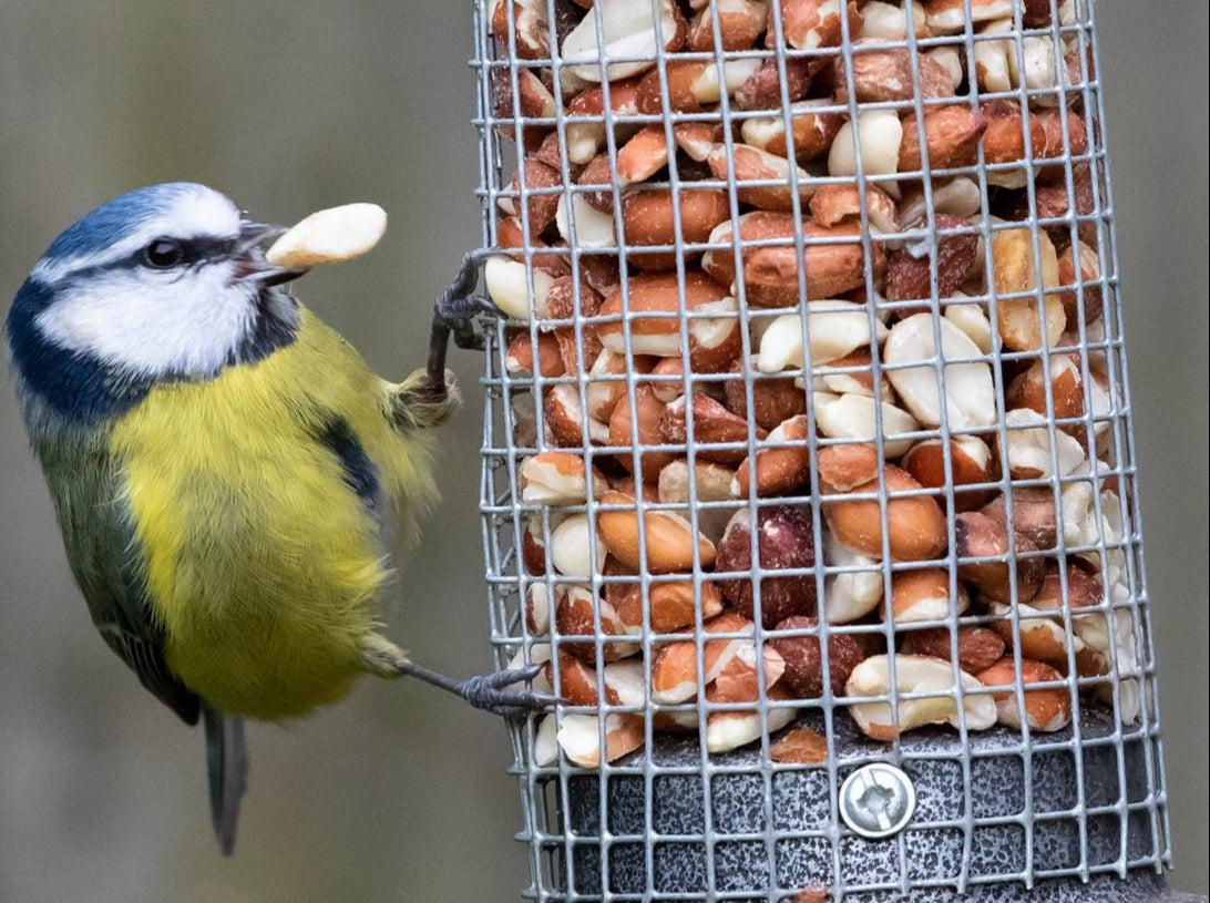Blue tit eating from a peanut feeder.