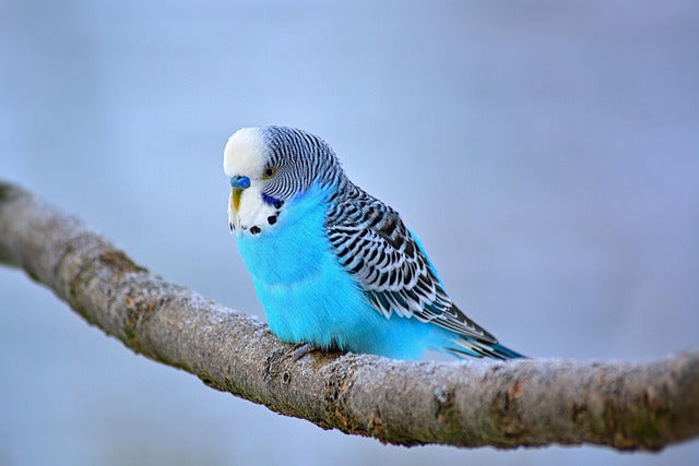 a blue budgie sat on a branch