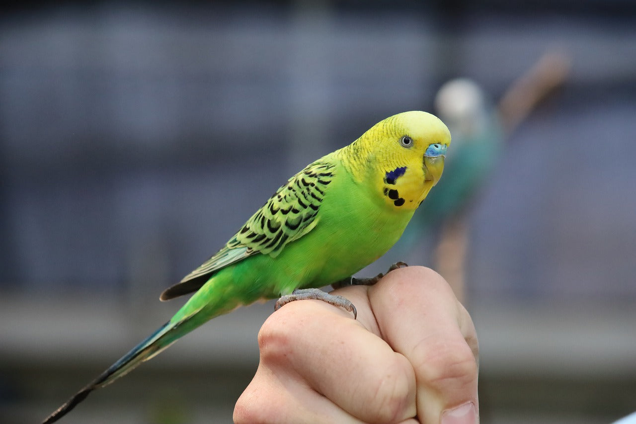 Budgie on a hand in an Aviary.