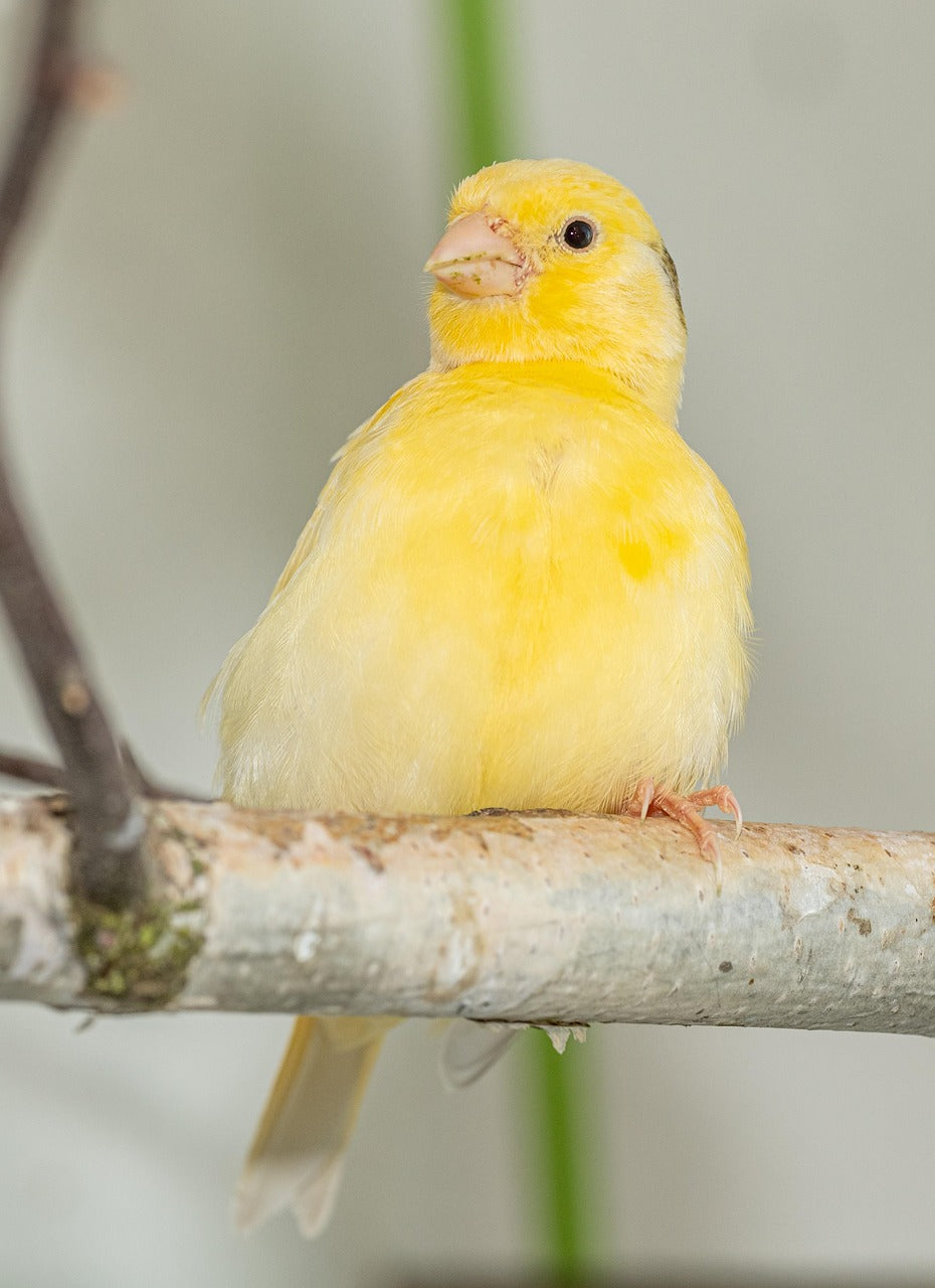 Yellow canary sat on a branch