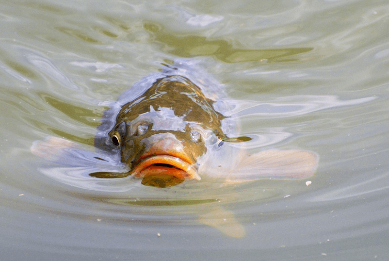 Haith's Cod Liver Oil attracting Carp shop here