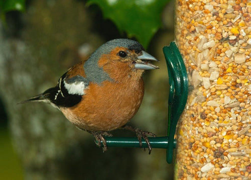 Chaffinch eating seed from a seed feeder