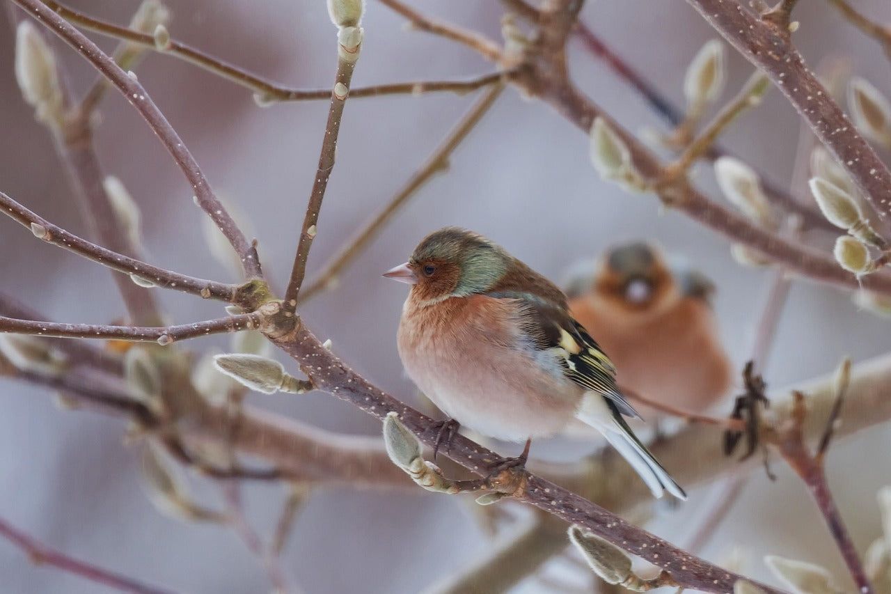 chaffinch sat on a branch