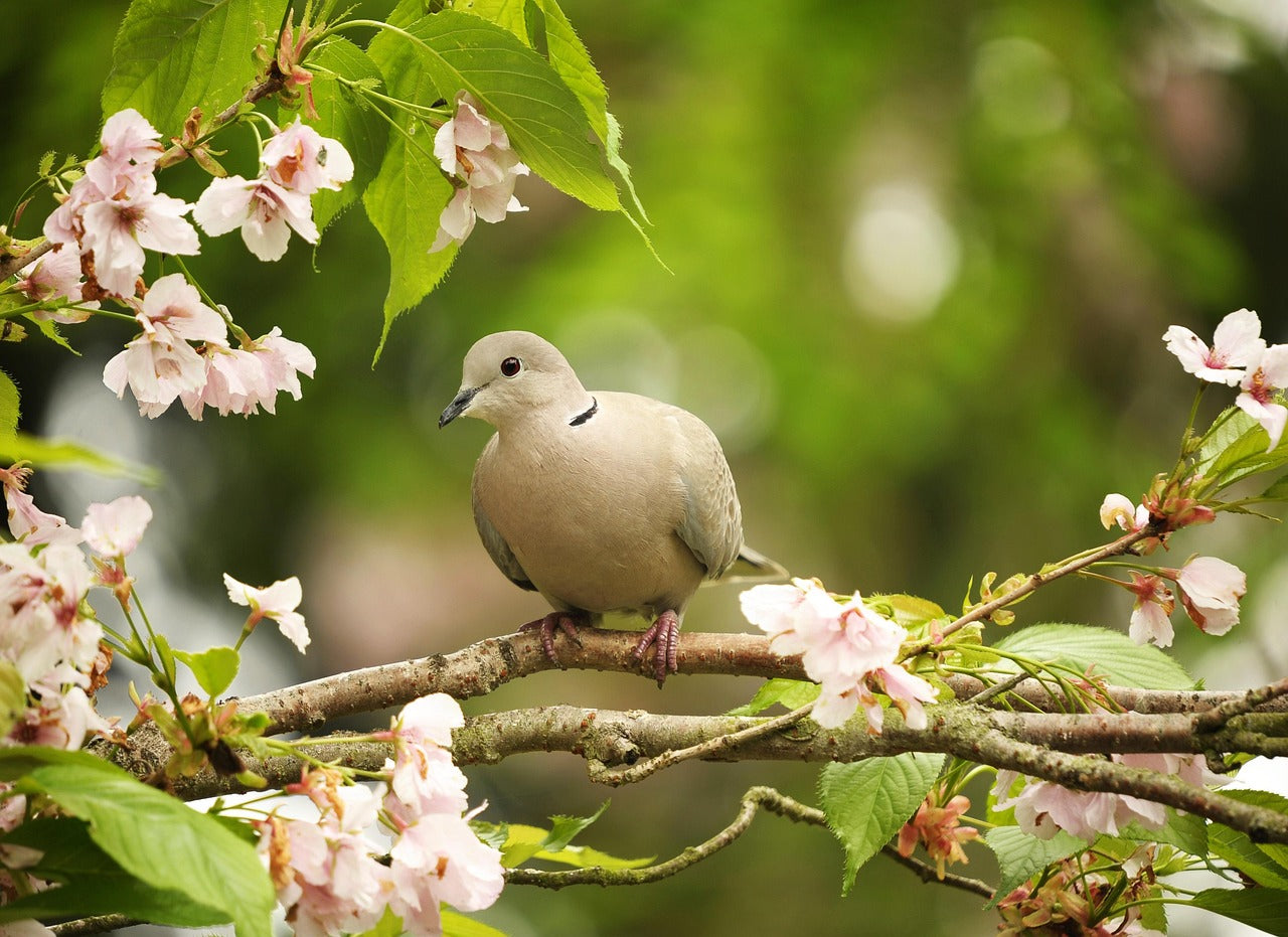 collared dove sat in a tree