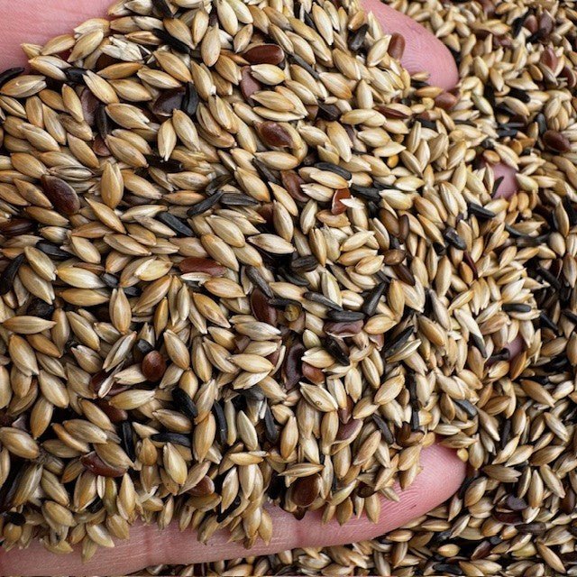 De Luxe Canary Seed Mix – No Rape - Haith's UK