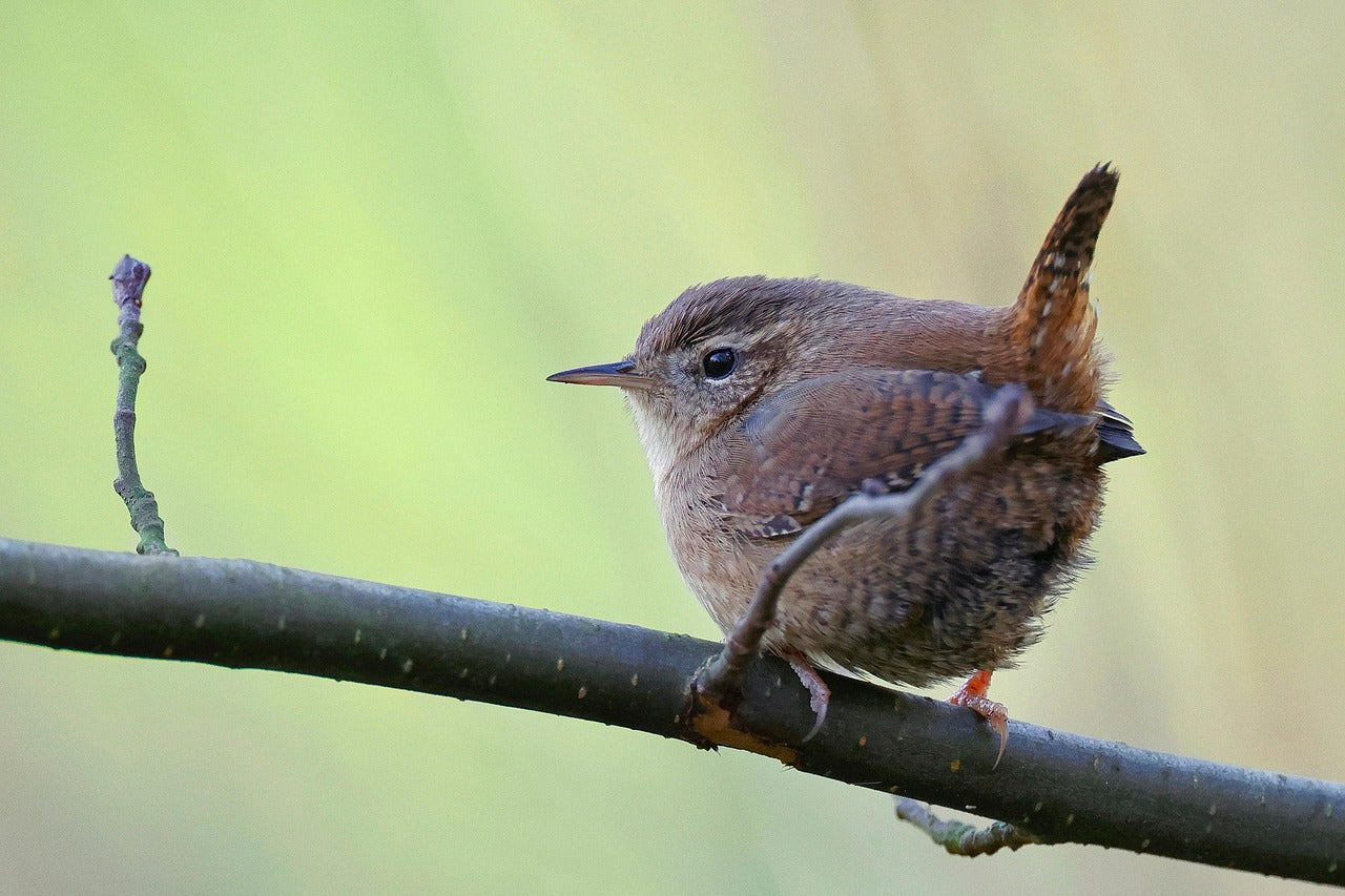 Wren sat on a wooden branch