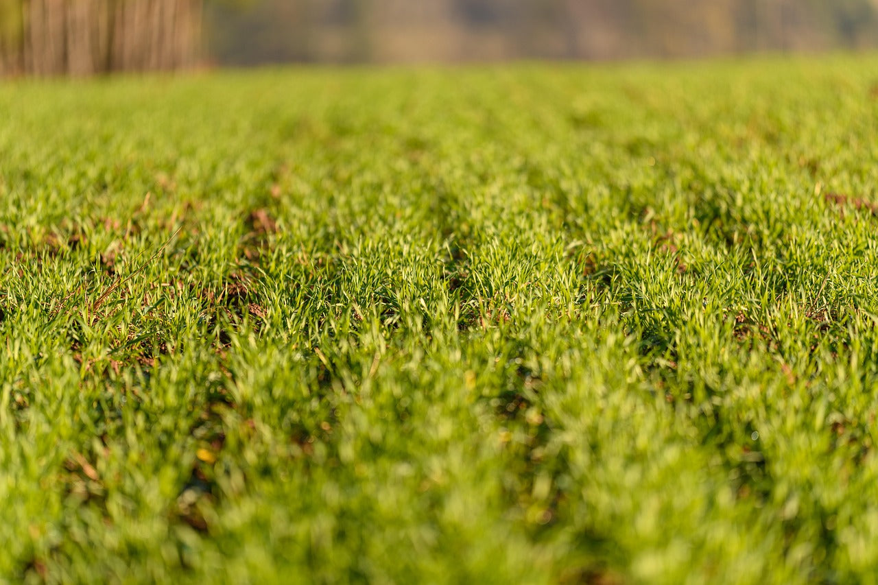 Green grass field with a blurred background