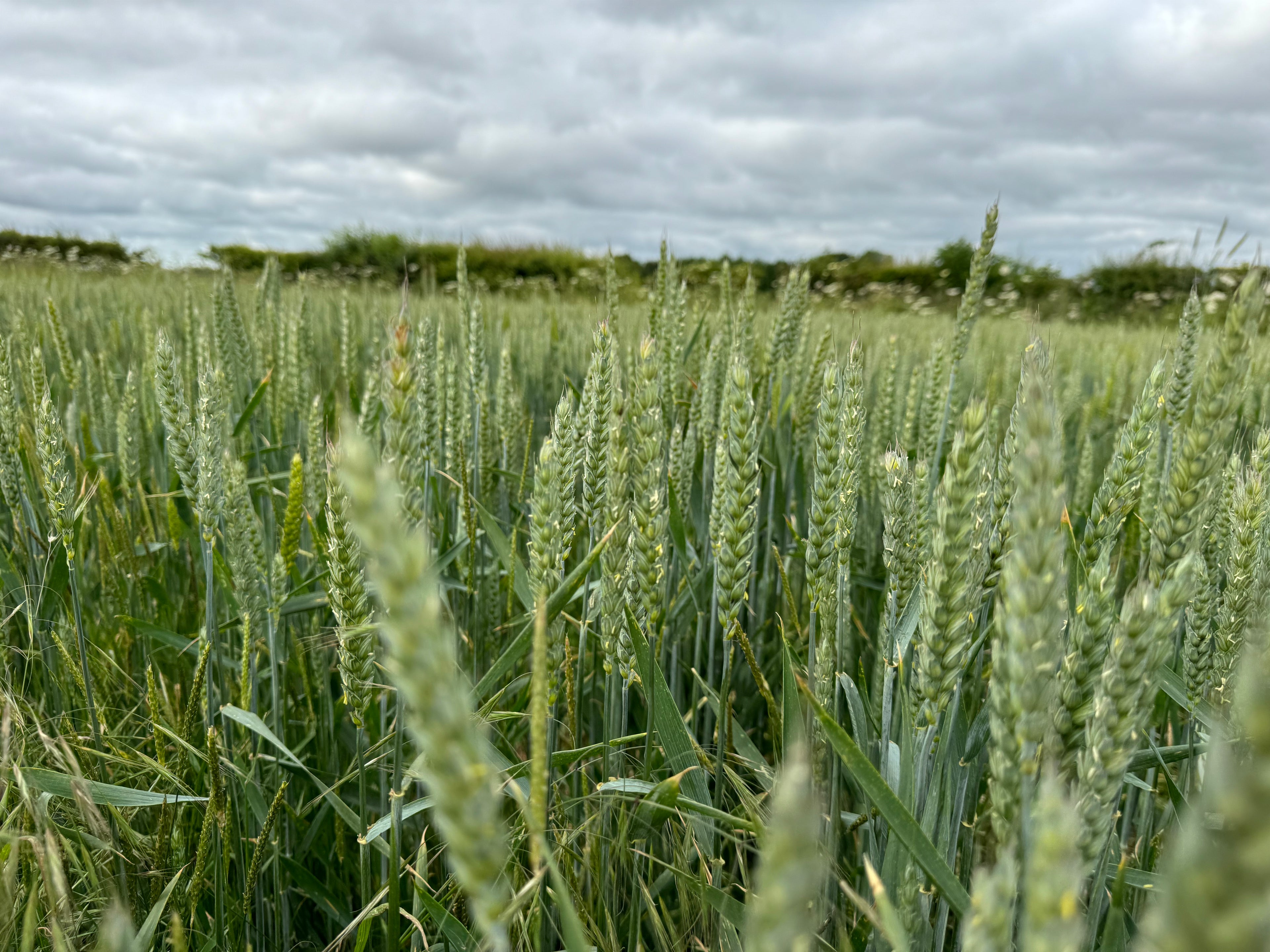 field of wheat