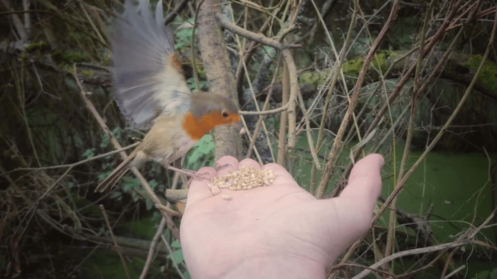 Fat Robin™ - Soft & Nutritious Bird Blend - Haith's UK