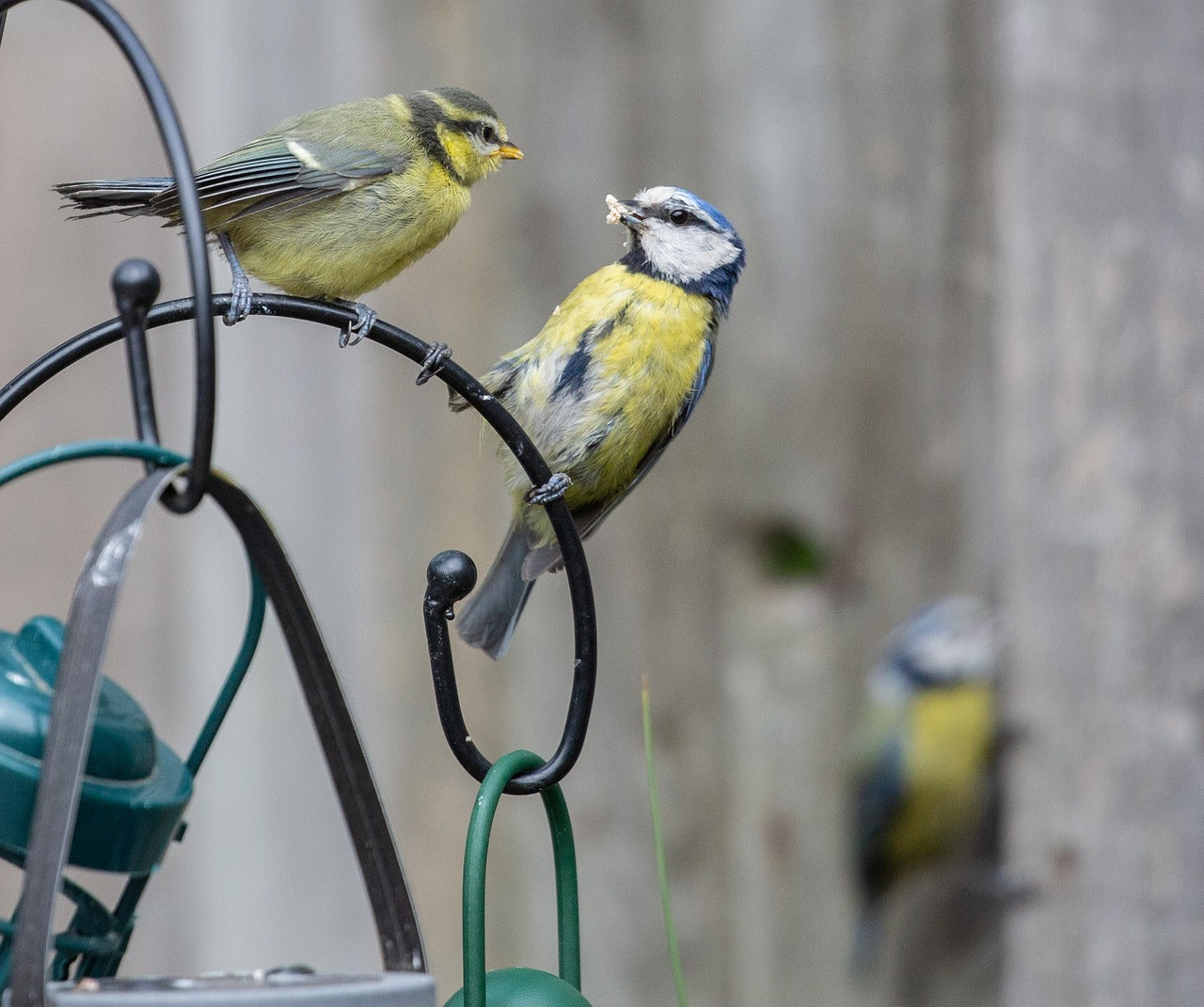 Blue tit feeding its fledgling young
