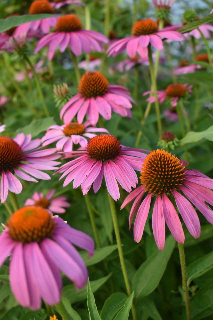 flowerbed display