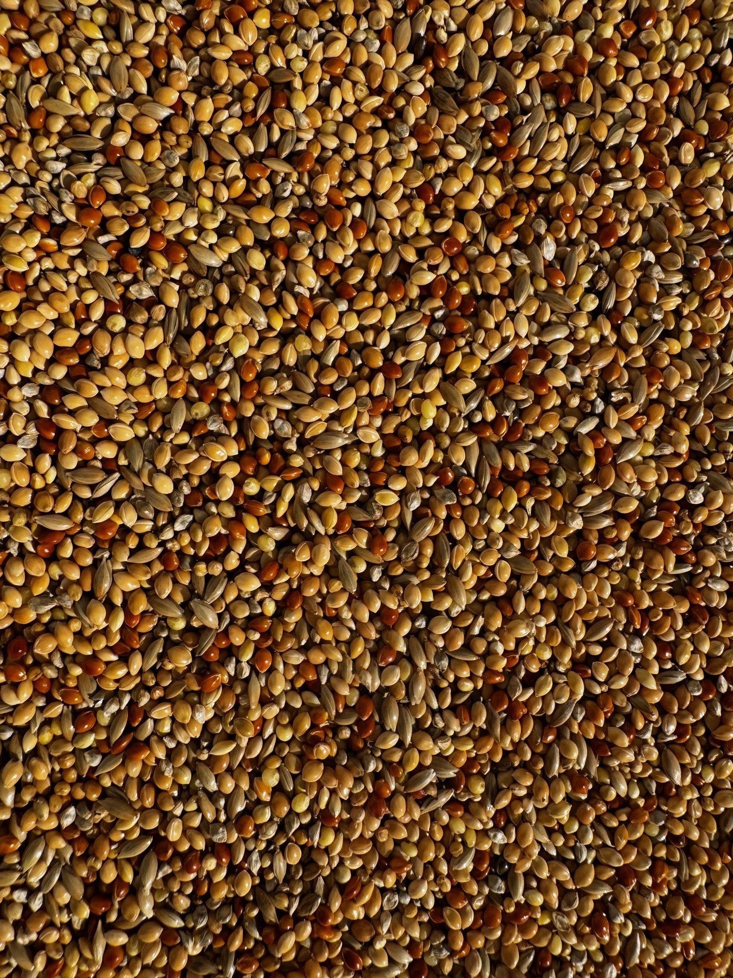 Foreign Finch Mix - Haith's UK