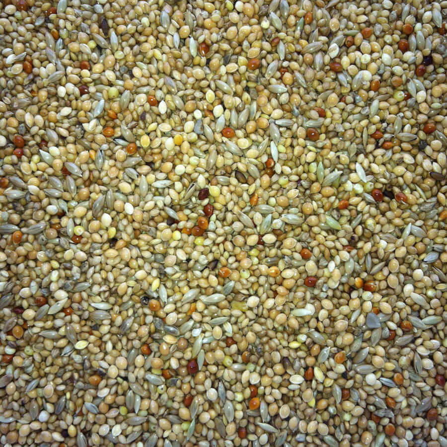 Foreign Finch Mixture - Haith's