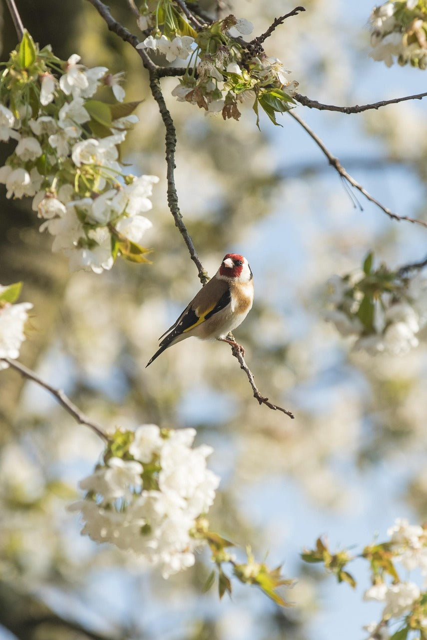 Goldfinch sat in a blossom ree