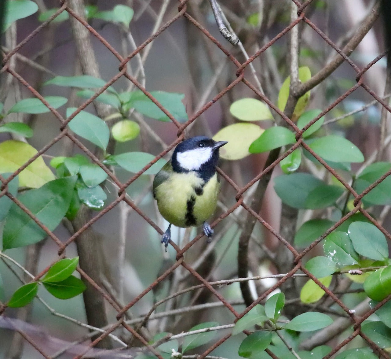 Great Tit sat on a wire fence