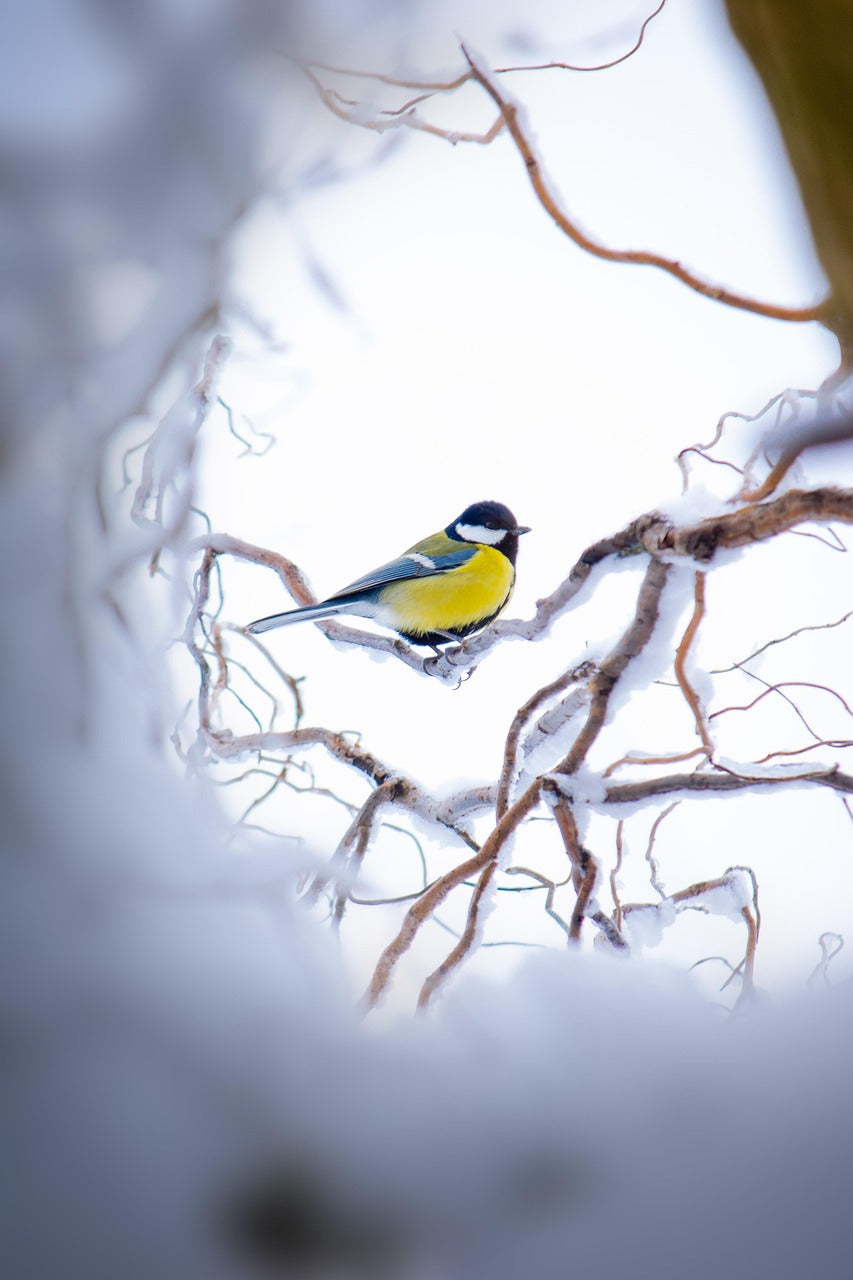 bird sat on a snowy branch
