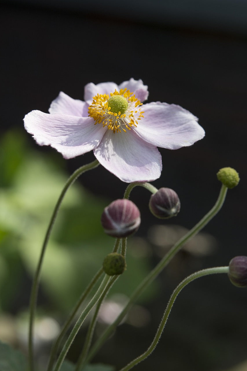 a hellebore plant