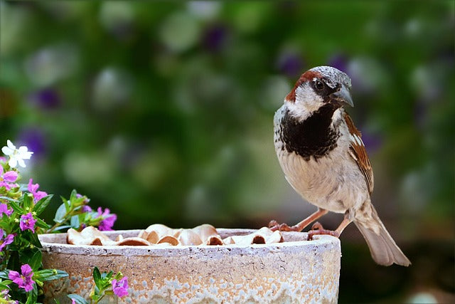 House sparrow eating from a tray