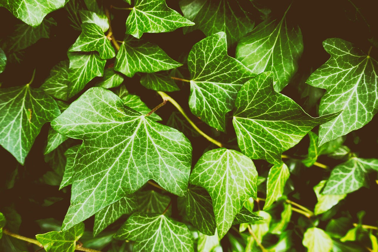 ivy covering a wall