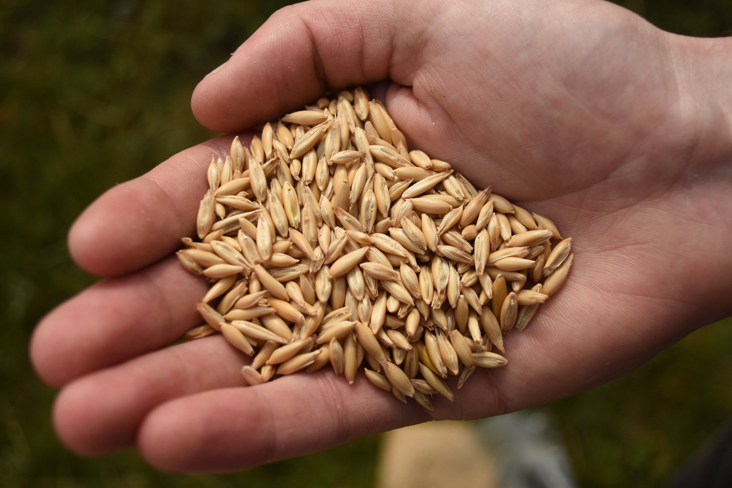 Lincolnshire Oats - A Natural Supplement for Budgies & Parakeets - Haith's UK